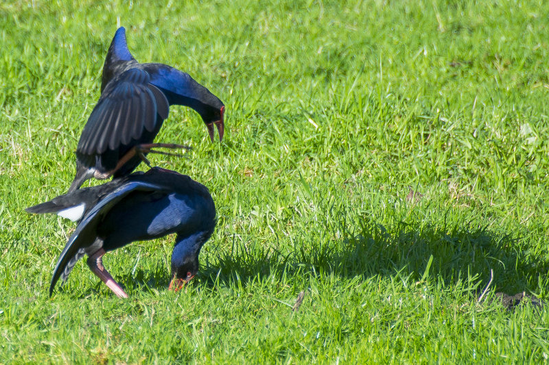 Fun and Games in Birdland, the Pukekho's are at it again - and not for long