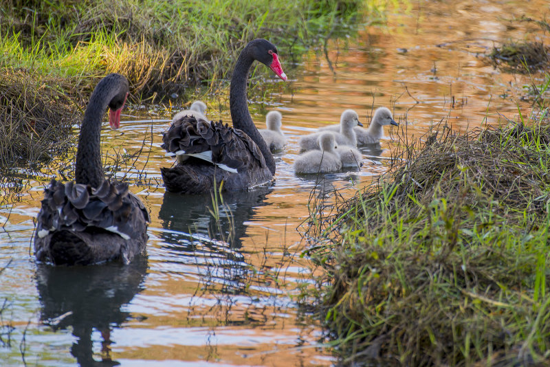 Black Swans and Chicks
