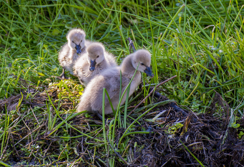 Swan chicks