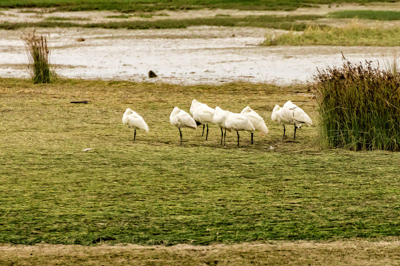 A small flock of Royal Spoonbills hiding the fact they are Spoonbills