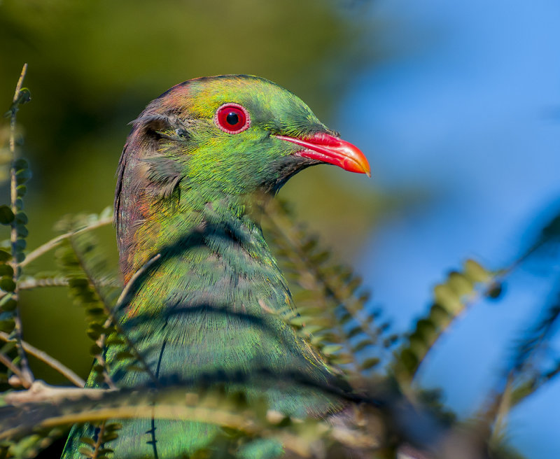 The wood pigeon lets me get close enough for a close up