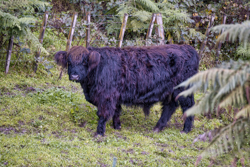 Highland Cattle Bull, no Horns