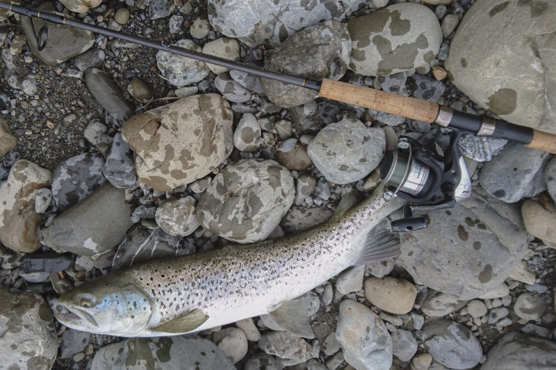 7 January - a silvery brown trout gobbled the soft bait in the Otaki River