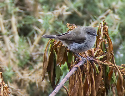 Grey Warbler (I think)
