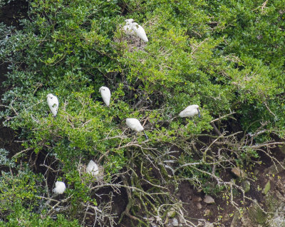 Royal Spoonbill nesting area