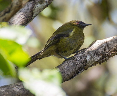 Bellbird - male