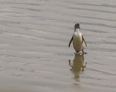yellow eyed penguin returns from the sea