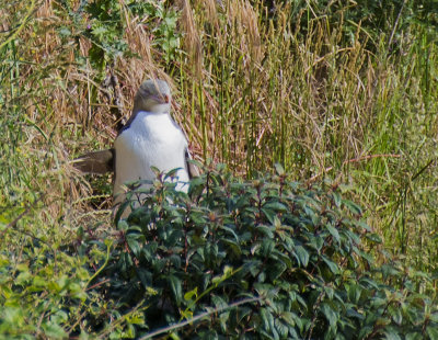 Yellow Eyed Penguin waiting by the nest