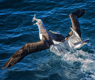 2 Albatrosses battle over food