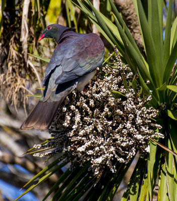 Wood Pigeon in a Cabbage Tree