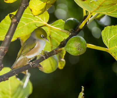 The waxeyes discover our fig tree