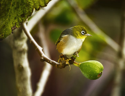 Waxeye in our fig tree