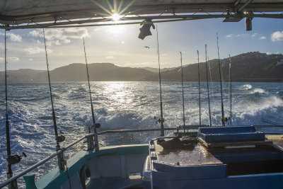 Fishing charter in the Harbour