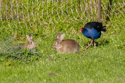 The Pukeko wants to chat to the two Rabbits