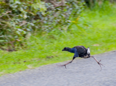 Why did the Pukeko cross the road