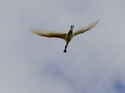 the unmistakable spoonbill