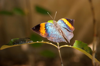 Butterfly at Butterfly Farm, Khao Lak