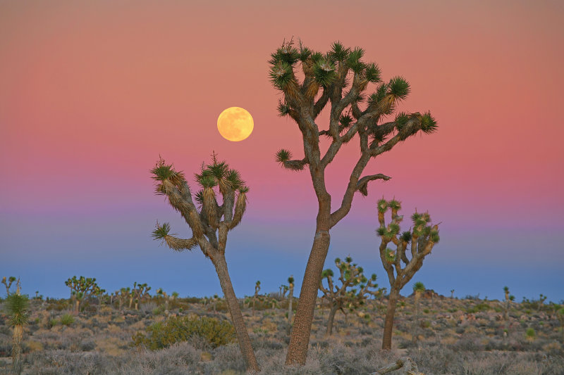 Joshua Tree Moonrise - Perigee