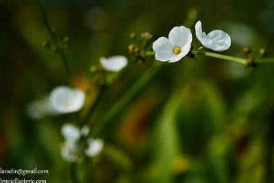 With 60mm