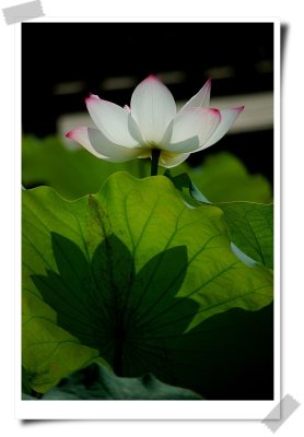 06 Lotus Season
