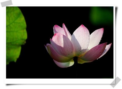 Lotus