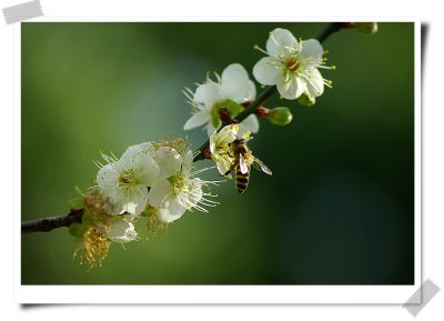 Plum Blossom