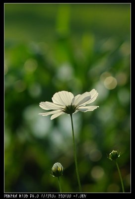 White Coreopsis