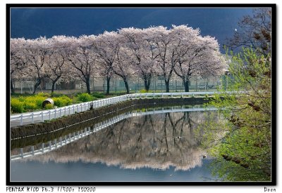 Reflection of Blossoming Cherry