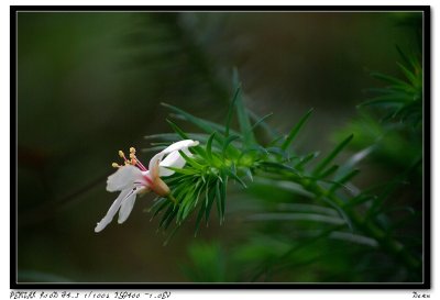 Tong Flower