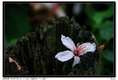 IMGP5010.jpg