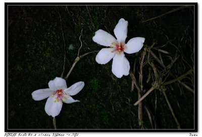 Tong Flower