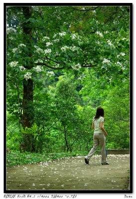Blossoming Tung Tree...Taiwan