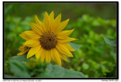 20071111 FlowersĦiDA18-250Ħj