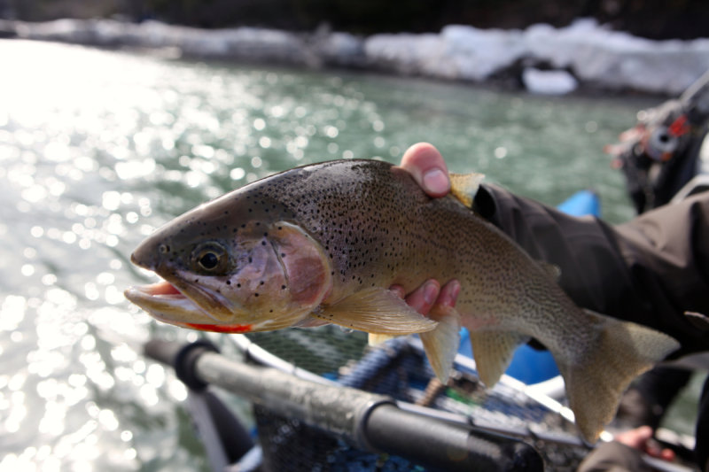 Tims Double Midge fooled this cuttie