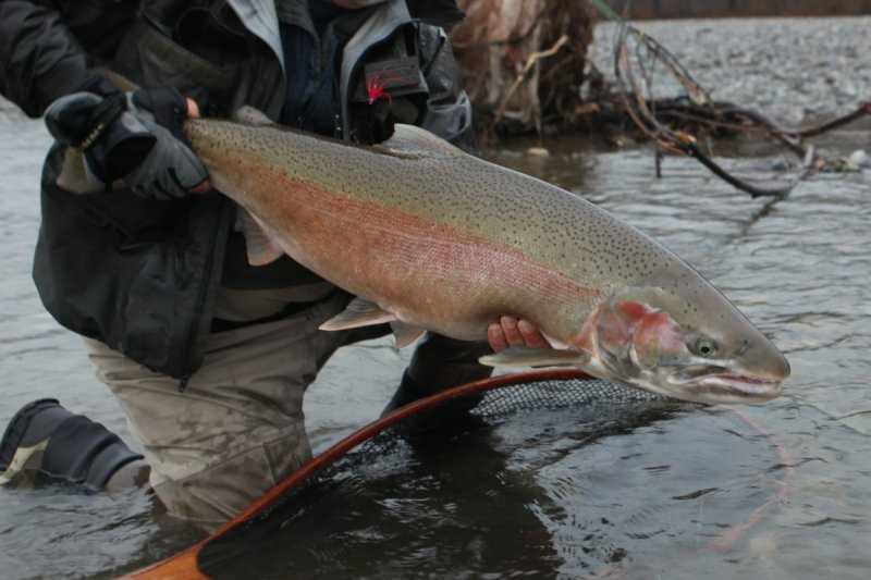 Steelface from the Skeena