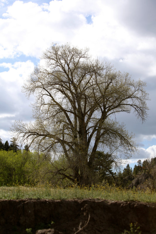 Mo Tree