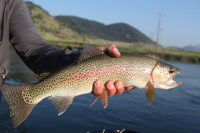 More Mo Bow