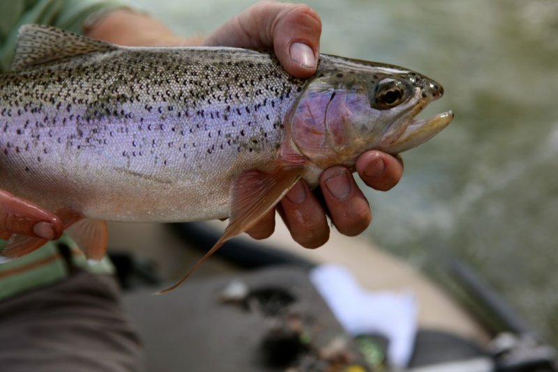 Blackfoot Bow with Strange Fin