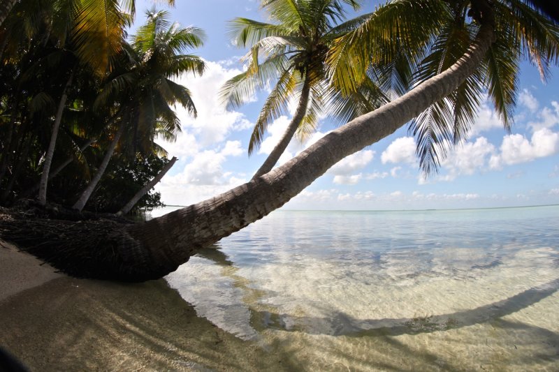 On Iguana Island