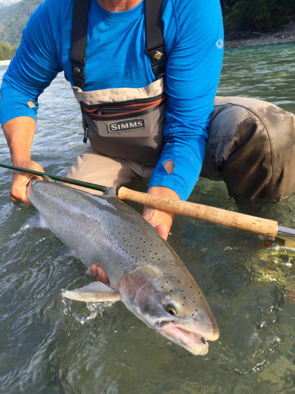 Dean River Steelhead