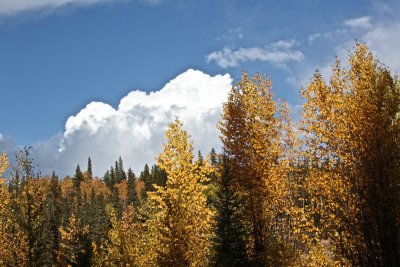 Streamside in the Fall