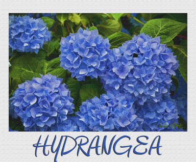 Hydrangea