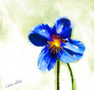 Blue Poppy