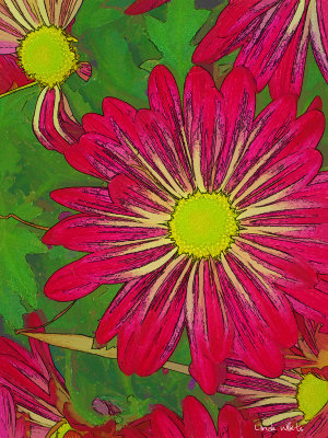 Gerber Daisies