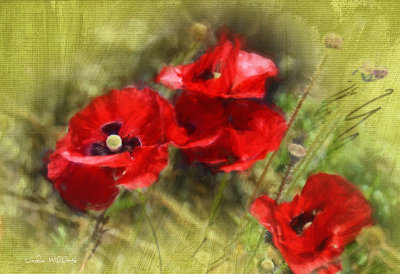 Red Poppies