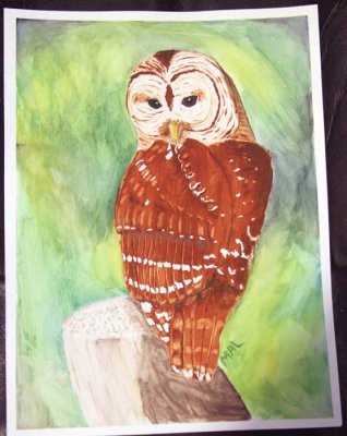 Barred Owl 4-11-15