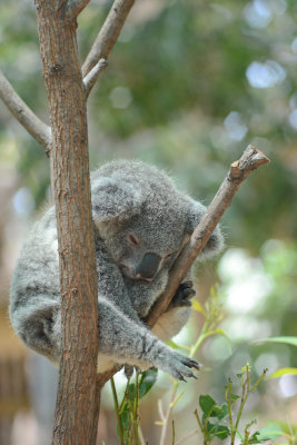 australia_gold_coast
