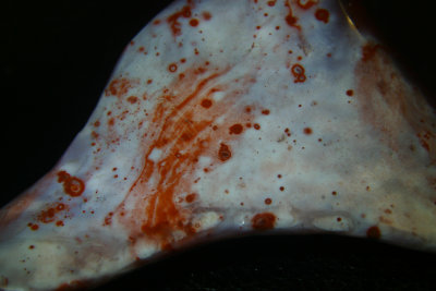 Pigeon Blood Agate (Green River Utah)