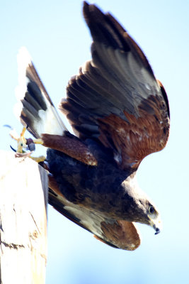 Harris' Hawk Taking Off