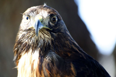 Red Tail Hawk